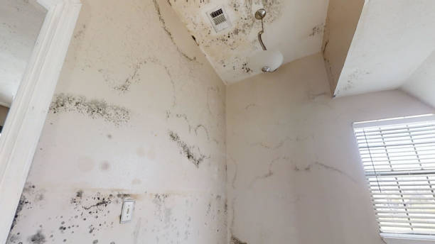 Best Basement Mold Removal  in Vado, NM