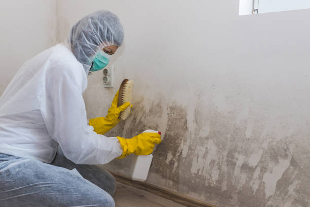 Best Airborne Mold Testing  in Vado, NM