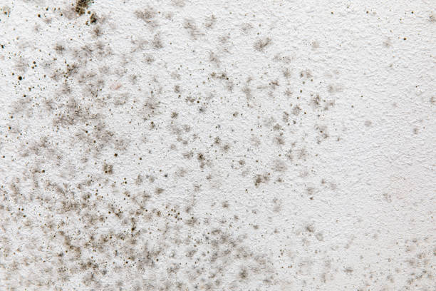 Best Mold Removal for HVAC Installations  in Vado, NM