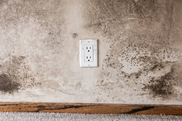 Trusted Vado, NM Mold Removal Experts