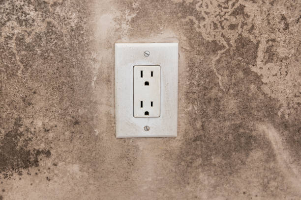 Best Industrial Mold Remediation  in Vado, NM