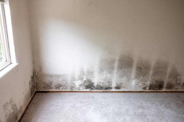 Mold Removal for HVAC Installations in Vado, NM