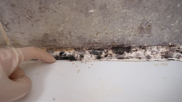  Vado, NM Mold Removal Pros