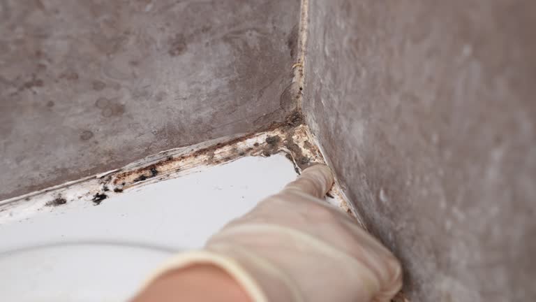 Best Water Damage & Mold Remediation  in Vado, NM